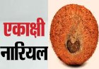 एकाक्षी नारियल के ये उपाय करते हैं झमाझम पैसों की बरसात, कर देते है मालामाल 
