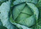 Cabbage Cleaning Tips: पत्ता गोभी काटते समय क्या सावधानी बरतें, जिससे गलती से भी न रहे कीड़ा? जानें आसान ट्रिक