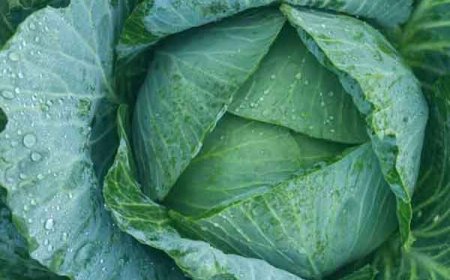 Cabbage Cleaning Tips: पत्ता गोभी काटते समय क्या सावधानी बरतें, जिससे गलती से भी न रहे कीड़ा? जानें आसान ट्रिक
