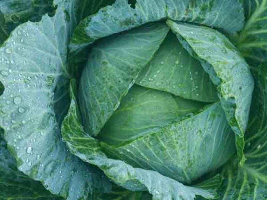 Cabbage Cleaning Tips: पत्ता गोभी काटते समय क्या सावधानी बरतें, जिससे गलती से भी न रहे कीड़ा? जानें आसान ट्रिक