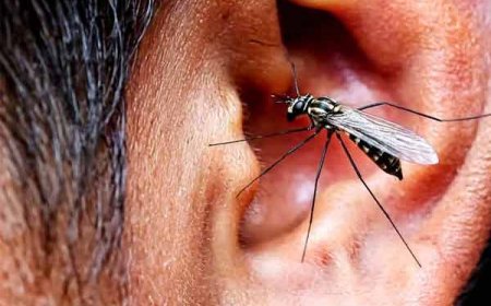 सावधान नाक कान में अंडे दे रहे है मच्छर और मक्खियाँ, नाक कान में कीड़े पैदा होने पर कैसे सामने आते है लक्षण, क्या उपाय है कैसे सावधानी बरती जाये