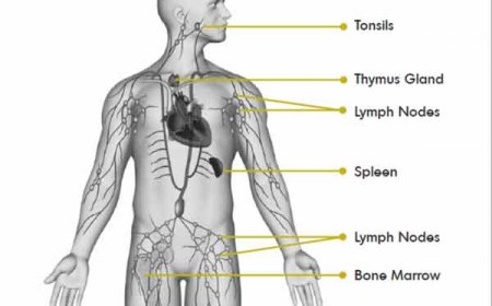 लसिका क्या है | What is Lymph