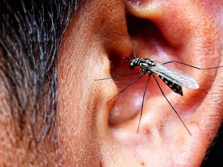 सावधान नाक कान में अंडे दे रहे है मच्छर और मक्खियाँ, नाक कान में कीड़े पैदा होने पर कैसे सामने आते है लक्षण, क्या उपाय है कैसे सावधानी बरती जाये