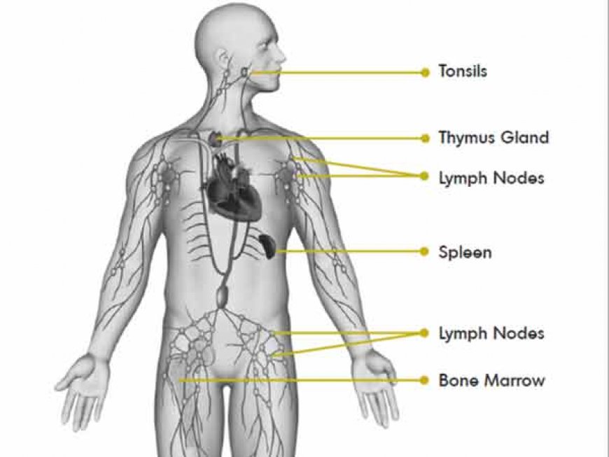 लसिका क्या है | What is Lymph