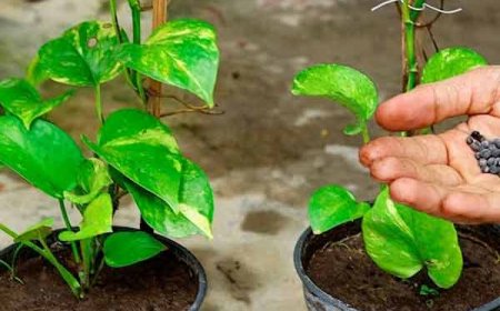 मनी प्लांट चमत्कार ,देखते ही देखते खाली तिजोरी में बरसने लगेगा पैसा!