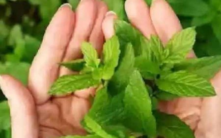 यहाँ जानिए, क्यों डाले जाते है गंगाजल में तुलसी के पत्ते-धार्मिक महत्व और मान्यता