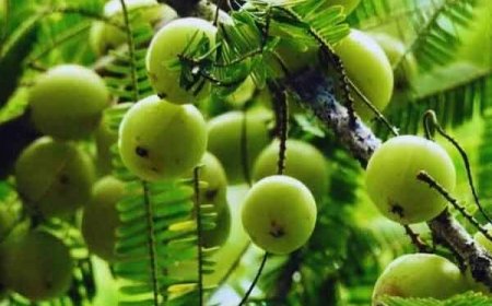 आवंले के पेड़ का महत्व ऑवला वृक्ष लगाने की महिमा कार्तिक मास की नवमी या ऑवला नवमी क्यों मनाते है क्या है पूजन विधि और मन्त्र