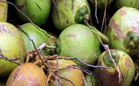 आप भी जान लीजिये नहीं होगा धोखा ! पानी वाला नारियल खरीदने का सही तरीका क्या है?