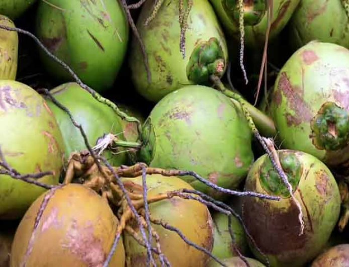 आप भी जान लीजिये नहीं होगा धोखा ! पानी वाला नारियल खरीदने का सही तरीका क्या है?