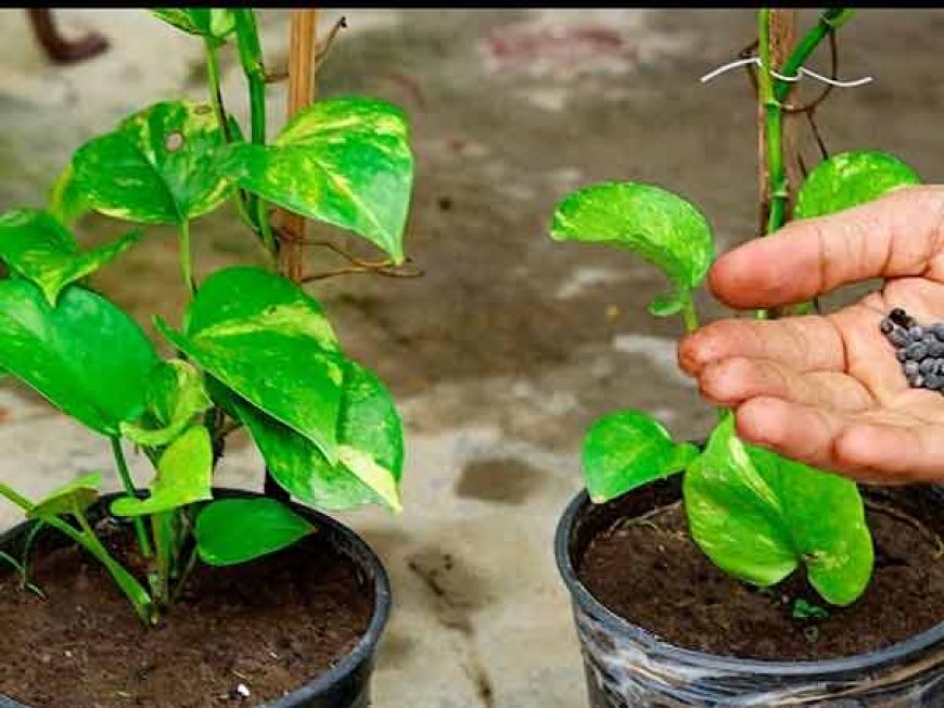 मनी प्लांट चमत्कार ,देखते ही देखते खाली तिजोरी में बरसने लगेगा पैसा!