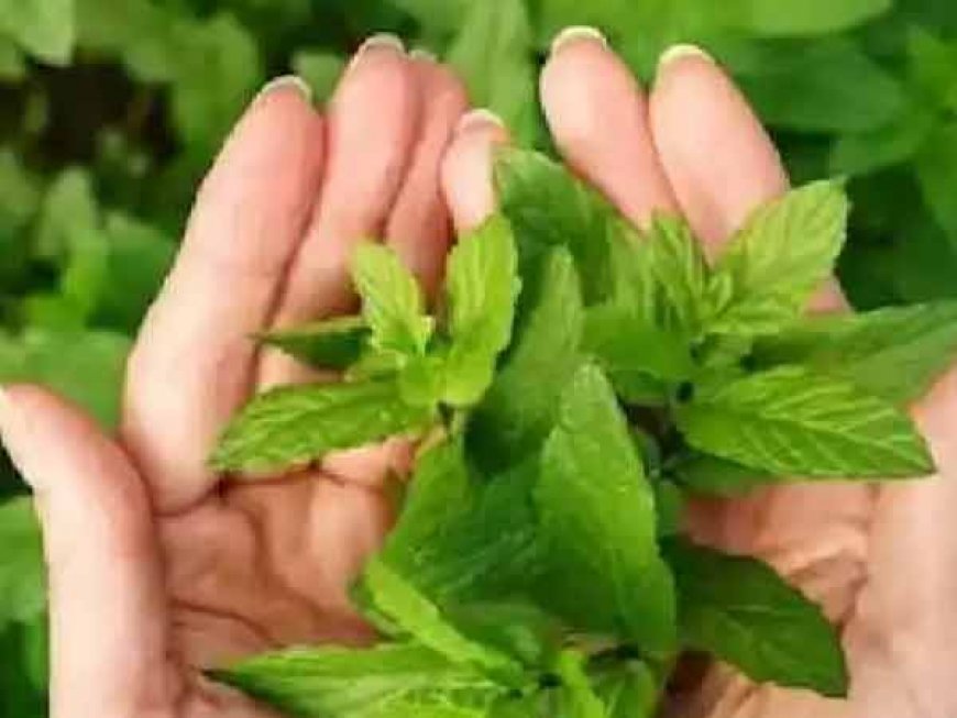 यहाँ जानिए, क्यों डाले जाते है गंगाजल में तुलसी के पत्ते-धार्मिक महत्व और मान्यता