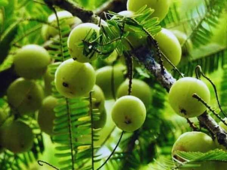 आवंले के पेड़ का महत्व ऑवला वृक्ष लगाने की महिमा कार्तिक मास की नवमी या ऑवला नवमी क्यों मनाते है क्या है पूजन विधि और मन्त्र