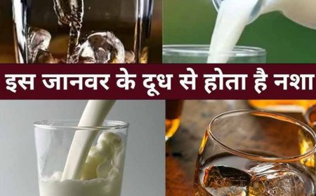 हैरान हो जायेंगे जानकर? इस जानवर के दूध में होता है 'शराब का नशा': इंसानों के लिए माना जाता है खतरनाक