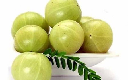 जानिए आंवला के आयुर्वेदिक घरेलु फायदे आंवला का जूस मुरब्बा अचार और उसके फायदे