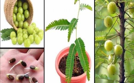 गमले में आंवले का पौधा कैसे लगाए, सही तरीका-आंवला पौधे को कीड़े से कैसे बचाये, किस मौसम में लगाए आंवला