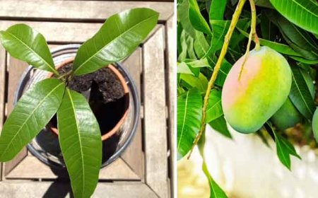 गमले में कैसे उगाये मीठे रसीले, आम क्या है आम का पौधा लगाने का सही तरीका, क्या सावधानिया जरूरी है