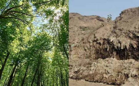 50 करोड़ का मास्टर प्लान तैयार; वाराणसी में खत्म होगा कूड़े का पहाड़: करसड़ा में बनेगा 'मियावाकी' जंगल