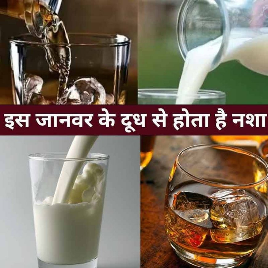 हैरान हो जायेंगे जानकर? इस जानवर के दूध में होता है 'शराब का नशा': इंसानों के लिए माना जाता है खतरनाक