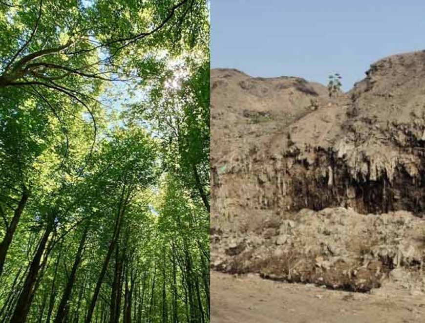 50 करोड़ का मास्टर प्लान तैयार; वाराणसी में खत्म होगा कूड़े का पहाड़: करसड़ा में बनेगा 'मियावाकी' जंगल