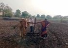 पत्नी को बैल की जगह बांधकर खेती कर रहा था किसान, Video वायरल हुआ तो मुख्यमंत्री ने उठाया बड़ा कदम
