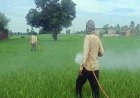 शाहजहांपुर: जानिए क्योंइस नई तकनीक के पीछे क्यों दीवाने हो रहे हैं किसान? एक फोन कॉल और खेती में बंपर मुनाफा! 