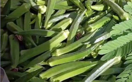 रेट सुन उड़ गए भारतीय के होश: भारत में 50 रुपये किलो वाली भिंडी, अमेरिका में 7250 रुपयों में बिक रही