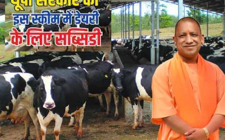 डेयरी फार्म खोलने का है प्लान, तो योगी सरकार करेगी आपकी मदद! जानिए पूरी स्कीम और सब्सिडी बेनिफिट्स