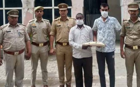 20 लाख के दांत के साथ दो आरोपी गिरफ्तार; ग्रेटर नोएडा में हाथी दांत की तस्करी का भंडाफोड़
