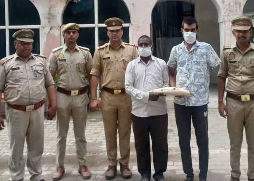 20 लाख के दांत के साथ दो आरोपी गिरफ्तार; ग्रेटर नोएडा में हाथी दांत की तस्करी का भंडाफोड़